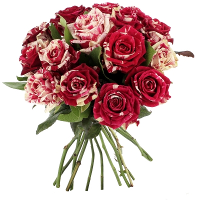 Velveteen Drops 20 roses