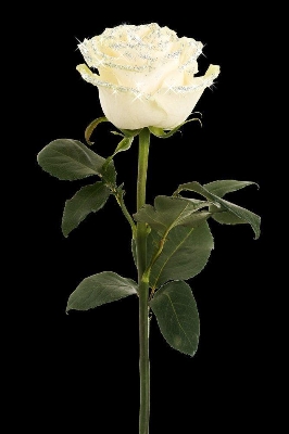 Single long stemmed rose for funeral placement