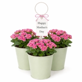 Mothers Day Kalanchoe Planter