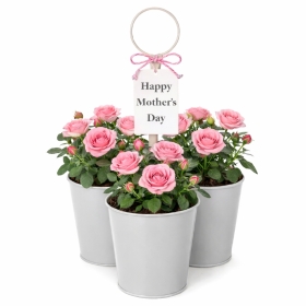 Mothers Day Rose Planter