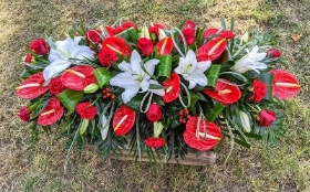 Anthurium Joy