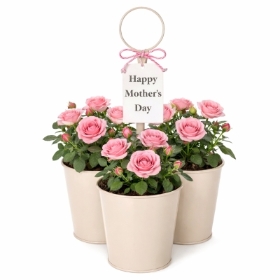Mothers Day Rose Planter